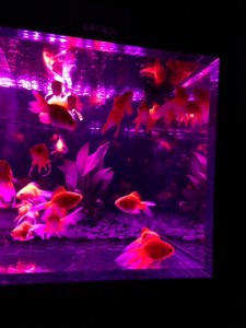 金魚1