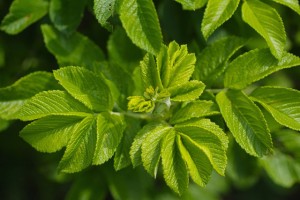 phm26_0740-s
