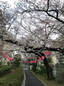 ぼんぼり縦