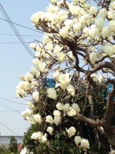 image1