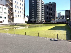 田植え
