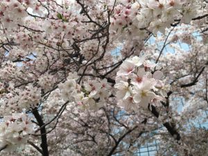 もうすぐ待ち遠しい桜の季節。。。